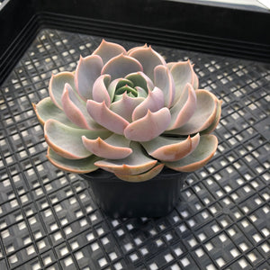 Sedeveria ‘Blue Lotus’
