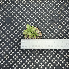 Load image into Gallery viewer, Crassula nudicaulis var. herrei Variegated