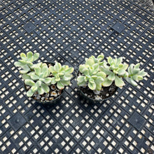 Load image into Gallery viewer, Echeveria macdougallii variegated  aka “sedoides“