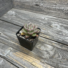 Load image into Gallery viewer, Echeveria ‘Arje’