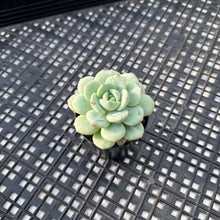 Load image into Gallery viewer, Sedeveria ‘Pudgy’