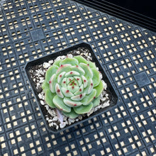 Load image into Gallery viewer, Echeveria ‘Blue Eye’