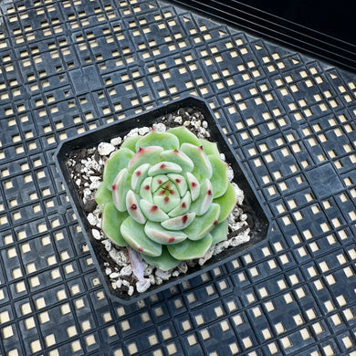 Echeveria ‘Blue Eye’