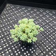 Load image into Gallery viewer, Sedum perezdelarosae