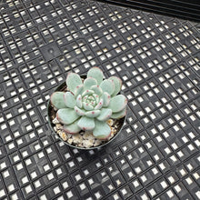 Load image into Gallery viewer, Echeveria ‘Viyant’