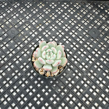 Load image into Gallery viewer, Echeveria ‘Viyant’