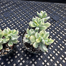 Load image into Gallery viewer, Echeveria macdougallii variegated  aka “sedoides“