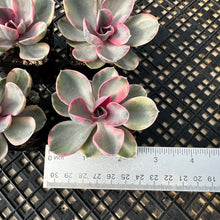 Load image into Gallery viewer, Echeveria ‘Rainbow’ Variegated