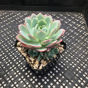Echeveria ‘Johnny’