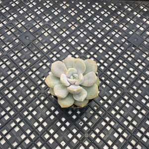 Echeveria ‘Tiramisu’