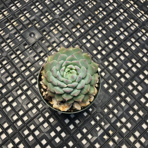 Echeveria 'Chrissy 'n' Ryan'