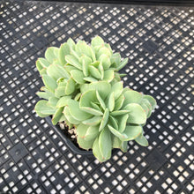 Load image into Gallery viewer, Echeveria ‘Mocha’ Variegated