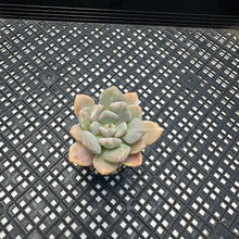 Load image into Gallery viewer, Pachyveria Pachyphytodies Variegated