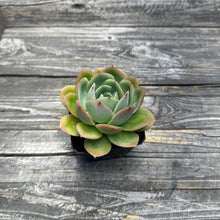 Load image into Gallery viewer, Echeveria ‘Lemon Tree’