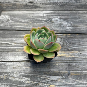 Echeveria ‘Lemon Tree’