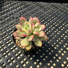 Load image into Gallery viewer, Echeveria ‘Minibelle’ Variegated
