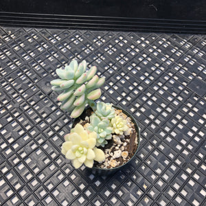Sedum clavatum variegated