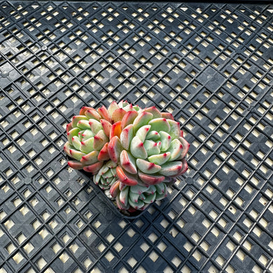 Echeveria Nanahukumini