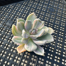 Load image into Gallery viewer, Pachyveria Pachyphytoides Variegated