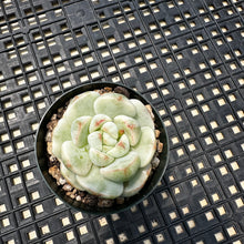 Load image into Gallery viewer, Sedeveria ‘Pudgy’ Variegated