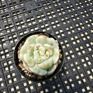 Sedeveria ‘Pudgy’ Variegated