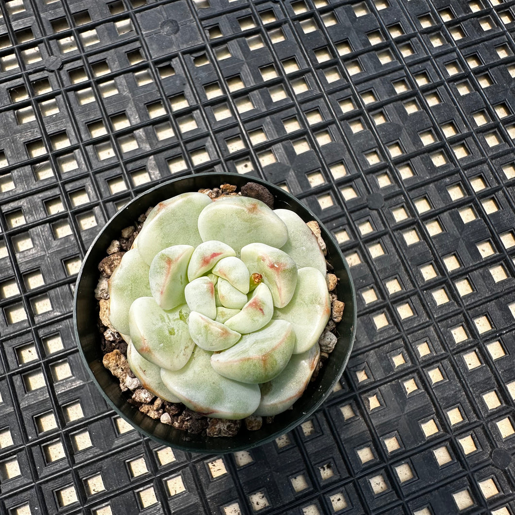 Sedeveria ‘Pudgy’ Variegated
