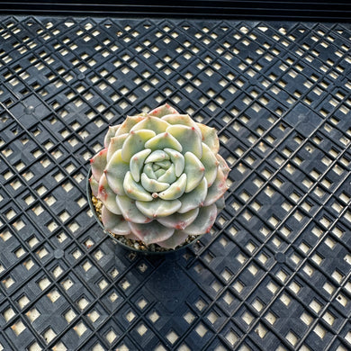 Echeveria Agavoides ‘Tinkerbell’ variegated