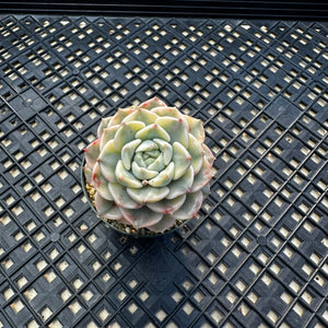 Echeveria Agavoides ‘Tinkerbell’ variegated