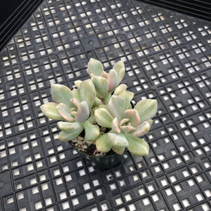Pachyveria Pachyphytodies Variegated