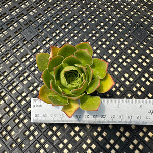 Semponium ‘Diamond’