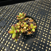 Load image into Gallery viewer, Crassula nudicaulis var. herrei Variegated