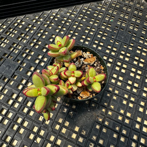 Crassula nudicaulis var. herrei Variegated