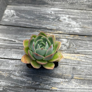 Echeveria ‘Lemon Tree’