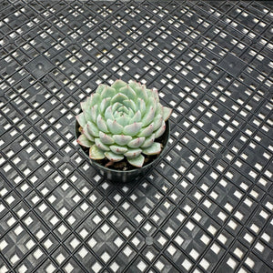 Echeveria White Zaragosa