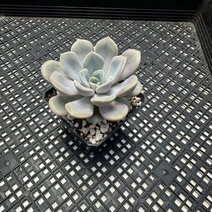 Echeveria  ‘Pixie’