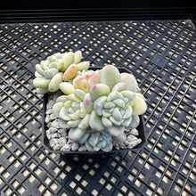 Load image into Gallery viewer, Sedum clavatum variegated