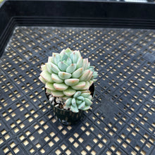 Load image into Gallery viewer, Echeveria &#39;Gungekkan’