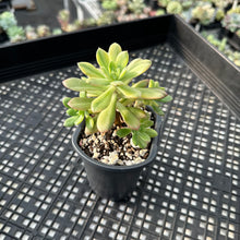 Load image into Gallery viewer, Echeveria ‘Minibelle’ Variegated