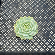 Load image into Gallery viewer, Echeveria ‘Marisa’
