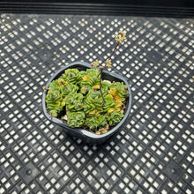 Load image into Gallery viewer, Crassula ‘Dorothy’