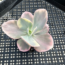 Load image into Gallery viewer, Echeveria ‘Chantilli’ Variegated