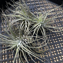 Load image into Gallery viewer, Tillandsia Oaxacana