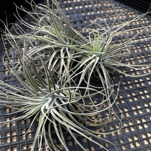 Tillandsia Oaxacana