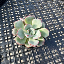 Load image into Gallery viewer, Echeveria ‘Misellosa’