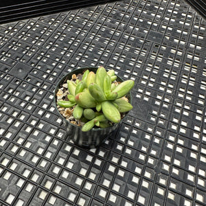 Crassula nudicaulis var. herrei Variegated