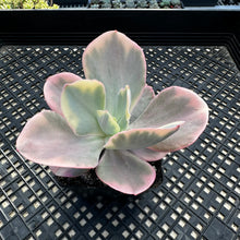 Load image into Gallery viewer, Echeveria ‘Chantilli’ Variegated