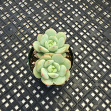 Load image into Gallery viewer, Sedeveria ‘Pudgy’