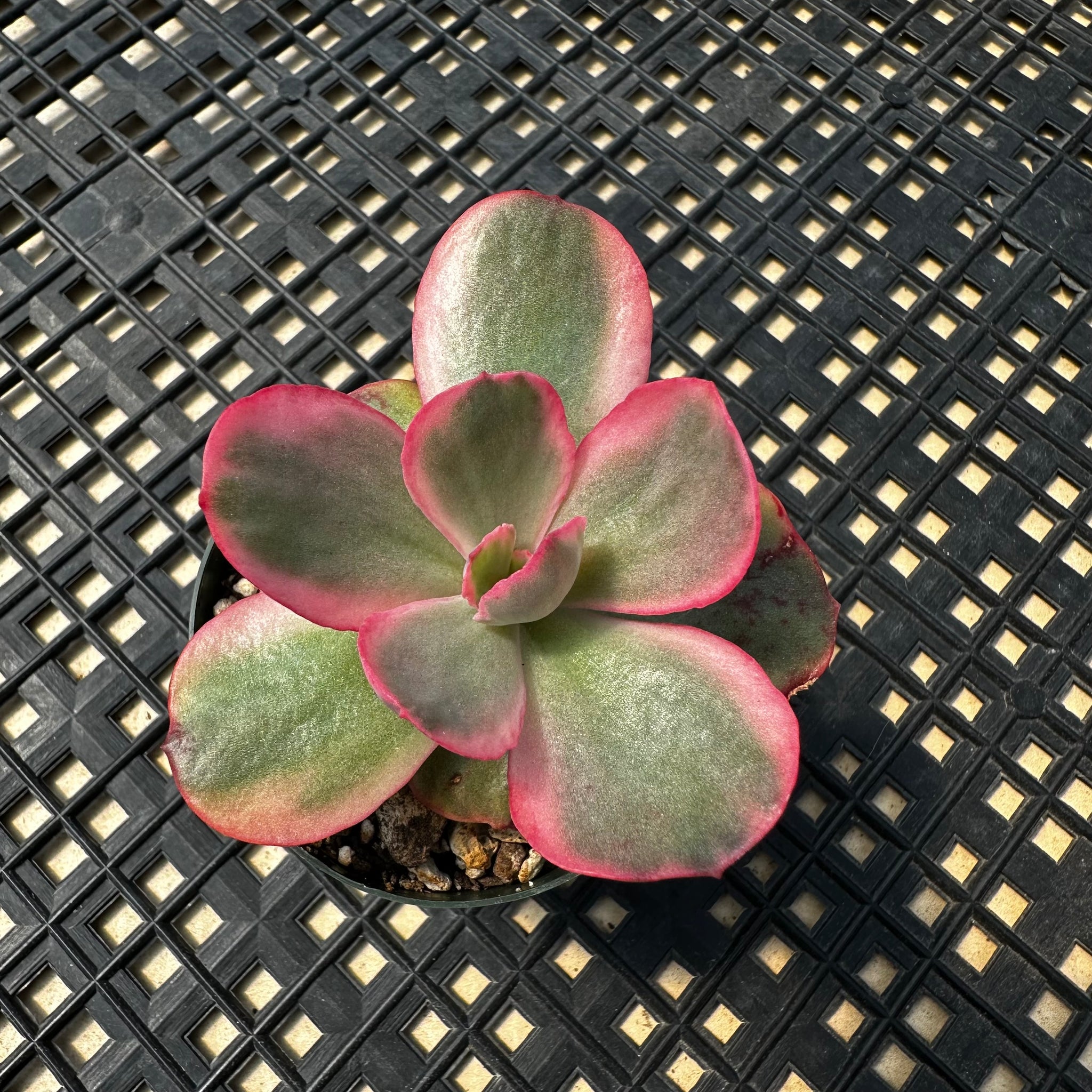 suyon succulent Echeveria 'Suyon' Variegated – Chubby Leaf Succulents