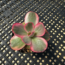 Load image into Gallery viewer, Echeveria  ‘Suyon’ Variegated