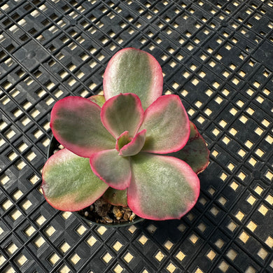 Echeveria  ‘Suyon’ Variegated